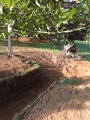 20140916 LE BOSQUET FENCING & POND WORKS 28